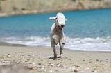 BEDLINGTON TERRIER 070